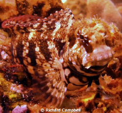 eal like body..sealife dc 1000 by Richard Campbell 